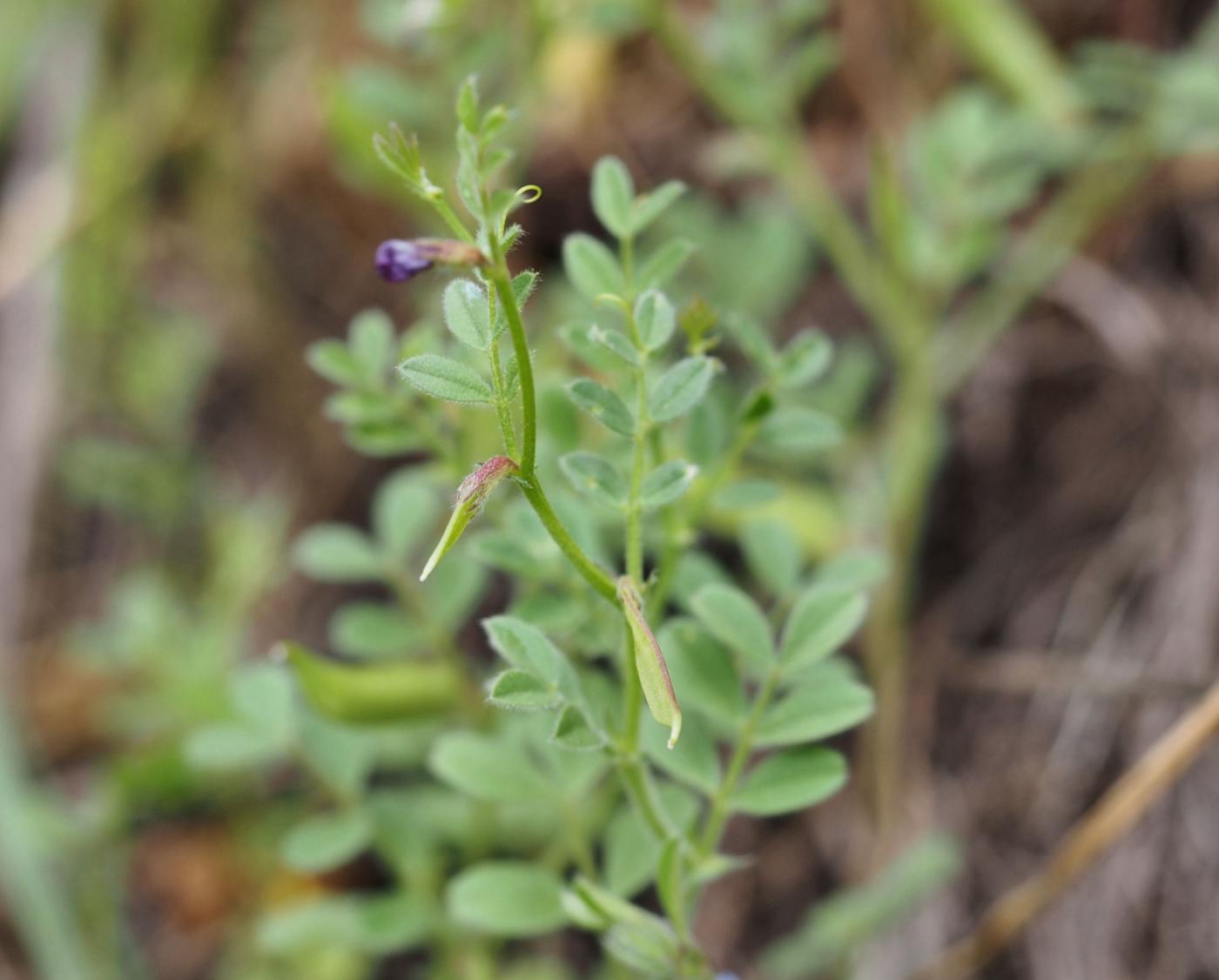 Vetch, Spring plant